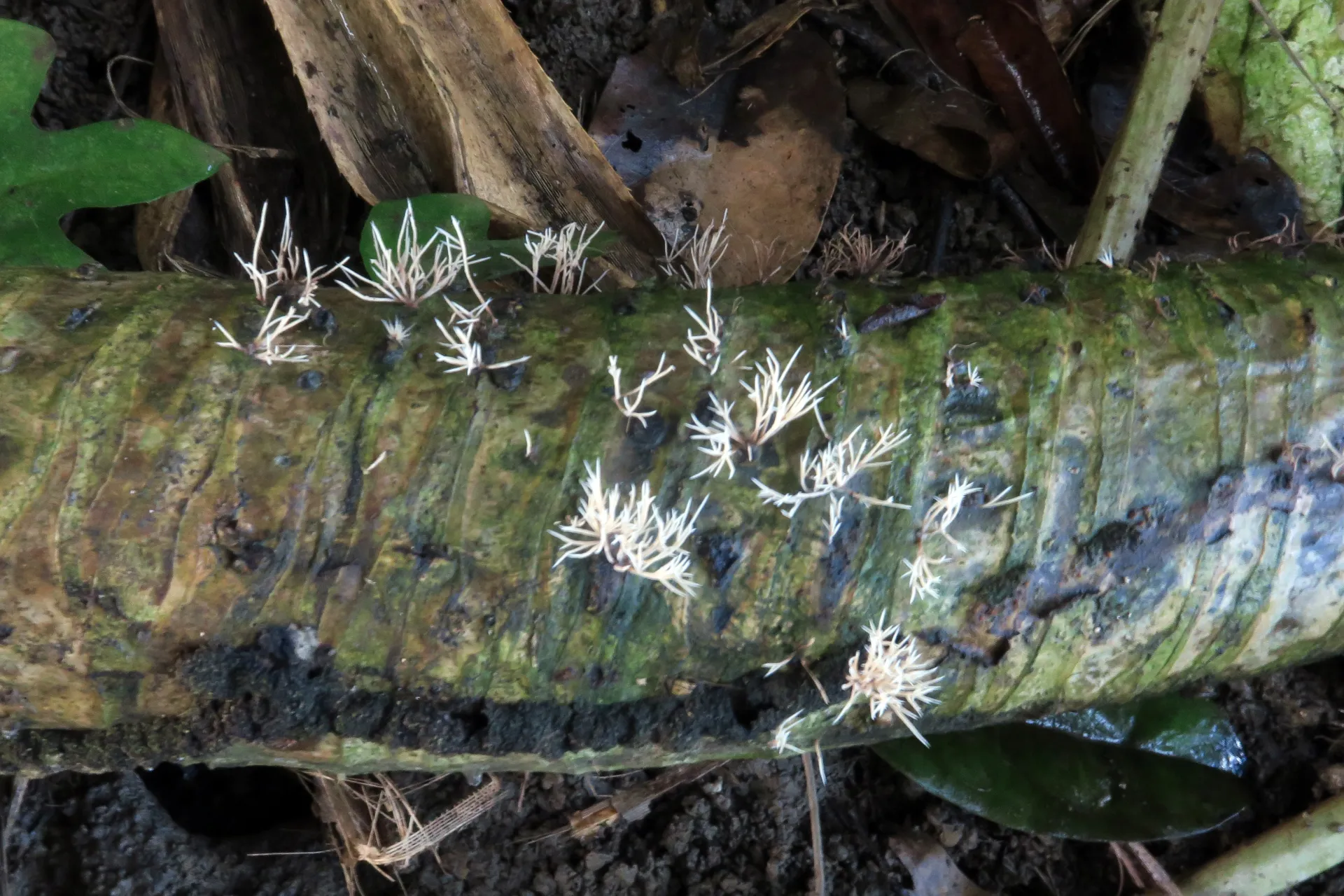Pterulicium gracile - 1